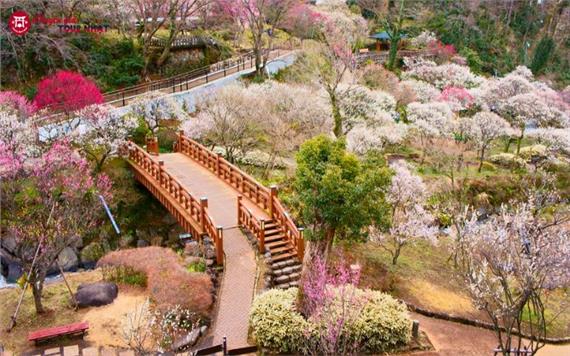 [HCM] Tour Hành Trình Vàng Nhật Bản Mùa Đông Đón Tết Bính Ngọ